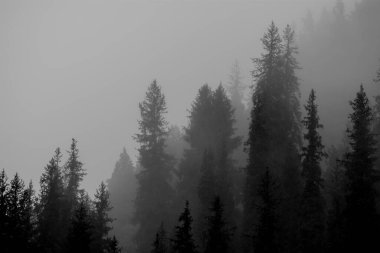 Dağlarda sonbahar sisi, dağ ormanları. Seçici odak