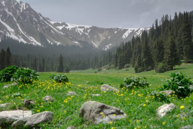 Kırgızistan 'daki Jeti Oguz geçidinin sonundaki dağ çayırları ve ormanlar..