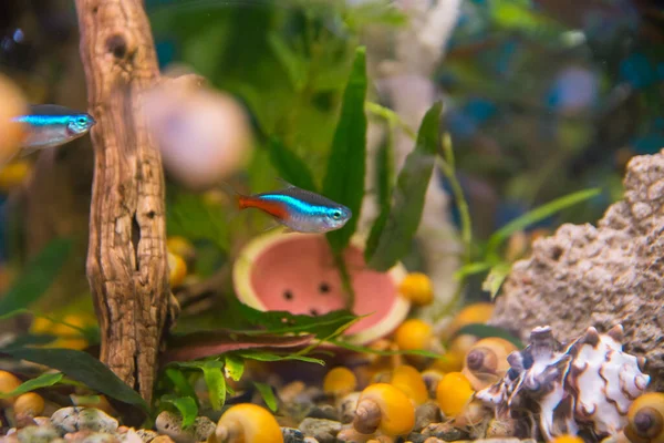 Akvaryumcu, akvaryum balığı. Paracheirodon innesi. Mavi neon ya da sıradan neon-tetra, haracin familyasından bir tatlı su ışın yüzgeçli balık türüdür. Amazon havzasının üst kısımlarında yaşar..