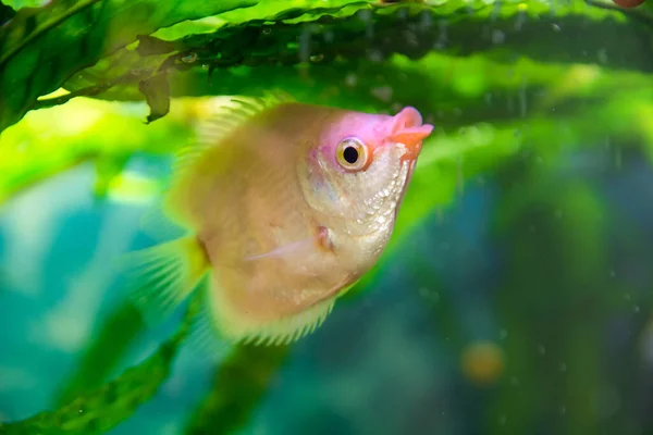 Acuarista Pez Aqua Helostoma Temminkii Una Especie Peces Familia Helostomatidae — Foto de Stock