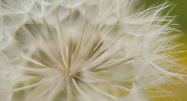 Beyaz karahindiba ve arkaplan ve soyut bir resim olarak kapatılıyor