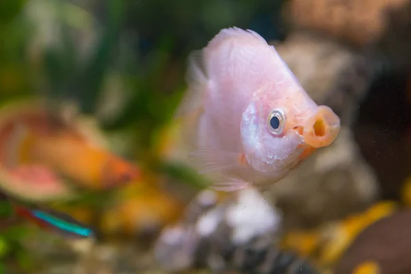 Acuarista Pez Aqua Helostoma Temminkii Una Especie Peces Familia Helostomatidae — Foto de Stock