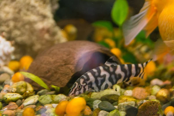 Botiidae familyasına ait tatlı su balığı..