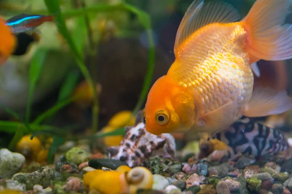 Akvarista Aqua Fish Carassius Auratus Druh Sladkovodních Rejnokovitých Ryb Rodu — Stock fotografie