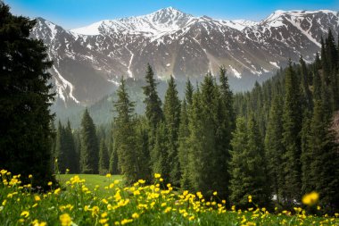 Kırgızistan dağlarında sarı çiçek tarlaları.