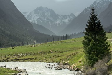 Kırgızistan 'daki Borskoon dağ geçidine karşı nehir kıyısında yalnız bir ladin ağacı..
