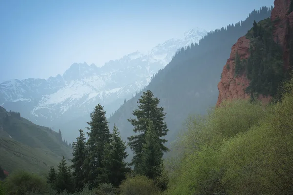 Jeti-Oğuz Boğazı 'ndaki beyaz buzulların arka planına karşı dağ yeşil ormanı Issyk-Kul Kırgızistan