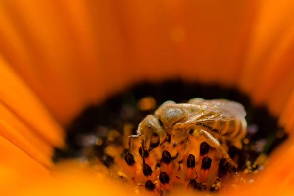 Frühling Helle Kamille Biene Blume Hintergrund — Stockfoto