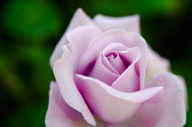 Kırmızı gül tomurcuğunun yakın plan çekimi, seçici ve yumuşak odak