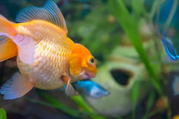 Aquarist Aqua Fish Carassius Auratus Вид Пресноводных Лучевников Рода Распятых — стоковое фото