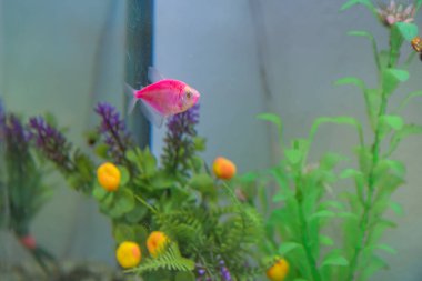 Gymnocorymbus ternetzi, Haracin familyasından bir balık türü.