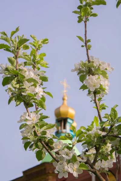 Çiçekli elma ağacı, bahar çiçekleri.