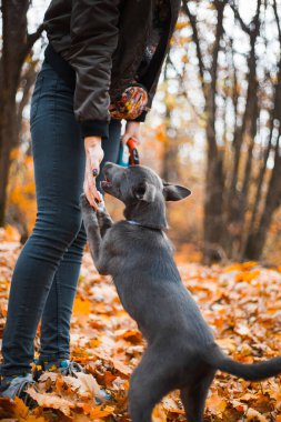 Yavru köpek arka ayakları üzerinde durur ve sonbahar ormanındaki kızın ellerinden yer.