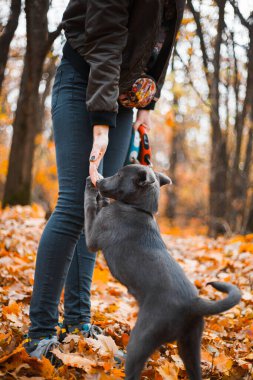 Yavru köpek arka ayakları üzerinde durur ve sonbahar ormanındaki kızın ellerinden yer.
