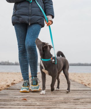 Nane rengi tasmalı beyaz göğüslü gri bir köpek sahilde bir adamla yürüyor.