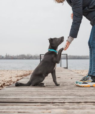 Nane rengi tasmalı beyaz göğüslü gri bir köpek sahilde bir adamla yürüyor.