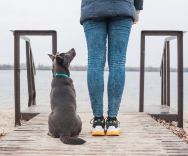 Nane rengi yakalı gri bir köpek sahilde bir kızın bacaklarının yanında oturuyor.