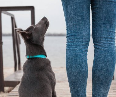 Nane rengi yakalı gri bir köpek sahilde bir kızın bacaklarının yanında oturuyor.
