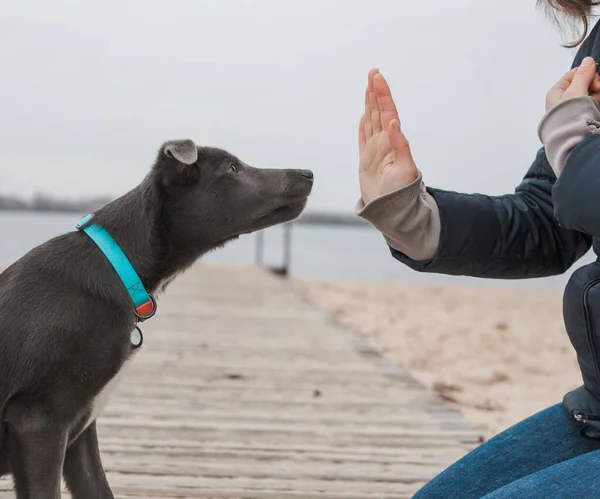 Grå Hund Med Vit Bröstkorg Tittar Persons Hand Stranden — Stockfoto