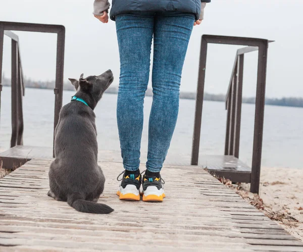 Ein Grauer Hund Mintfarbenen Halsband Sitzt Neben Den Beinen Eines — Stockfoto