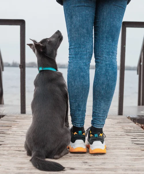 Ein Grauer Hund Mintfarbenen Halsband Sitzt Neben Den Beinen Eines — Stockfoto