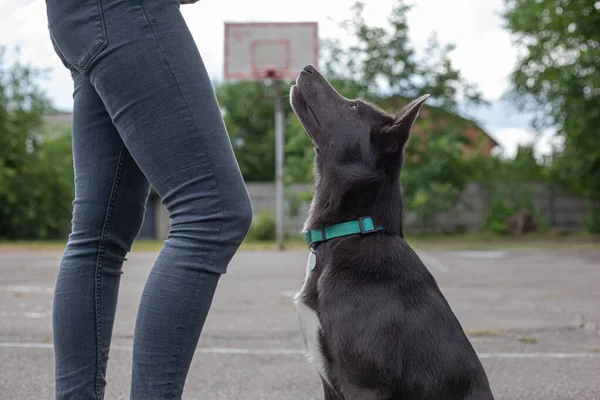 Gray Mestizo Dog Playground — Fotografia de Stock