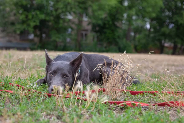 Gray Mestizo Dog Playing Field — Stockfoto