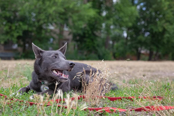 Gray Mestizo Dog Playing Field — стоковое фото