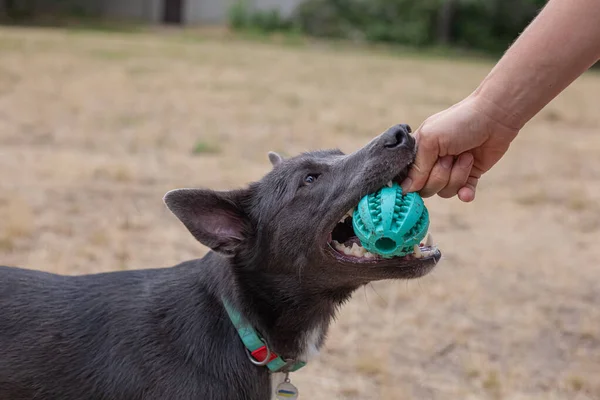 Mestizo Dog Gray Color White Spots Field Plays Green Ball — Stockfoto