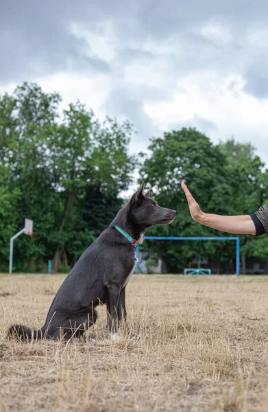 Gray Mestizo Dog Playing Man Field — Stockfoto