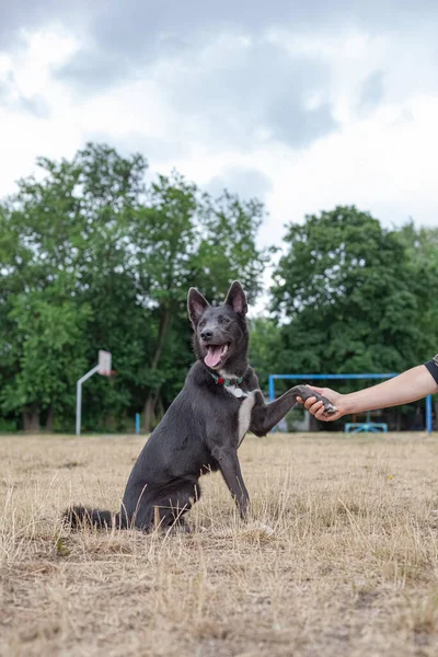 Gray Mestizo Dog Playing Man Field — Stockfoto