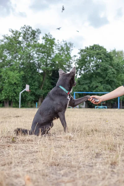 Gray Mestizo Dog Playing Man Field — Stockfoto