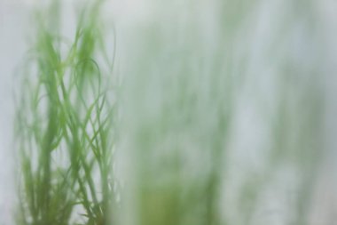 Üretim hattı ilaç endüstrisi. İlaç ve ilaç imalatı, ilaç. 