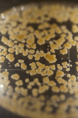 Üretim hattı ilaç endüstrisi. İlaç ve ilaç imalatı, ilaç. 