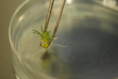 Üretim hattı ilaç endüstrisi. İlaç ve ilaç imalatı, ilaç. 