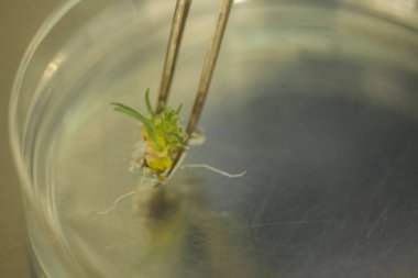 Üretim hattı ilaç endüstrisi. İlaç ve ilaç imalatı, ilaç. 