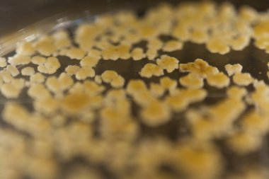 Üretim hattı ilaç endüstrisi. İlaç ve ilaç imalatı, ilaç. 