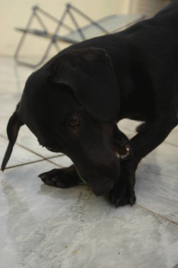 Evdeki köpek, evcil hayvan. Kara Daschund sosisli sandviç. Yüksek kalite fotoğraf