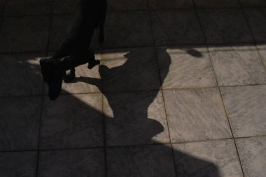 Evdeki köpek, evcil hayvan. Kara Daschund sosisli sandviç. Yüksek kalite fotoğraf