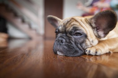 Evdeki köpek, evcil hayvan. Kahverengi Fransız bulldog. Yüksek kalite fotoğraf