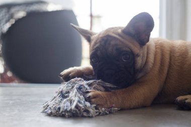 Evdeki köpek, evcil hayvan. Kahverengi Fransız bulldog. Yüksek kalite fotoğraf
