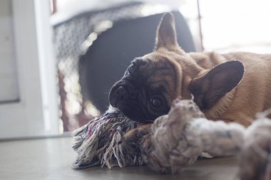 Evdeki köpek, evcil hayvan. Kahverengi Fransız bulldog. Yüksek kalite fotoğraf