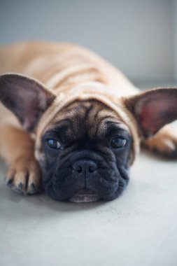 Evdeki köpek, evcil hayvan. Kahverengi Fransız bulldog. Yüksek kalite fotoğraf