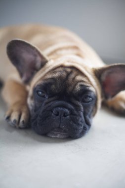 Evdeki köpek, evcil hayvan. Kahverengi Fransız bulldog. Yüksek kalite fotoğraf