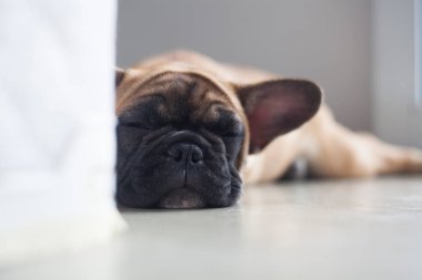 Evdeki köpek, evcil hayvan. Kahverengi Fransız bulldog. Yüksek kalite fotoğraf