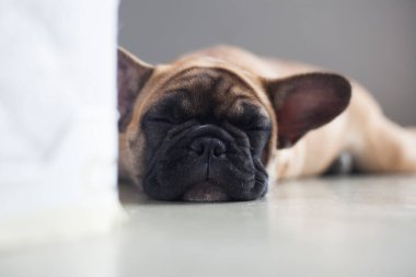 Evdeki köpek, evcil hayvan. Kahverengi Fransız bulldog. Yüksek kalite fotoğraf