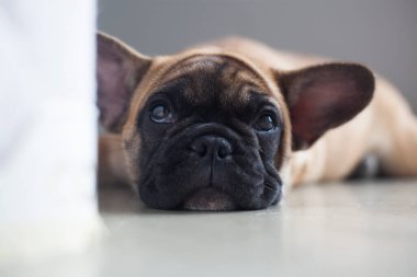 Evdeki köpek, evcil hayvan. Kahverengi Fransız bulldog. Yüksek kalite fotoğraf
