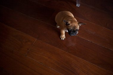 Evdeki köpek, evcil hayvan. Kahverengi Fransız bulldog. Yüksek kalite fotoğraf
