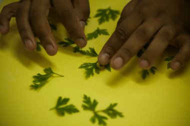 İnsan elleri mutfak masasında çiğ ve kuru kapeletti makarnası yapıyor.
