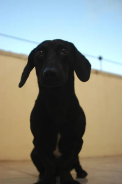 Dog Home Apartment Pet Black Daschund Sausage Dog High Quality — Stock Photo, Image